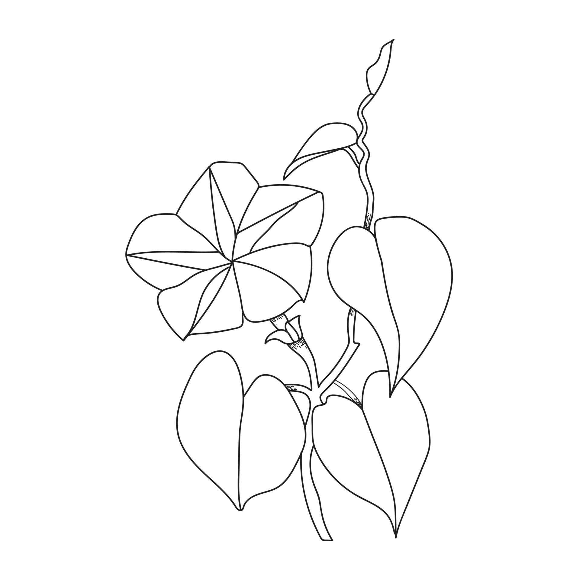 Hand drawn morning glory flowers for coloring page on black and white.  11380018 Vector Art at Vecteezy