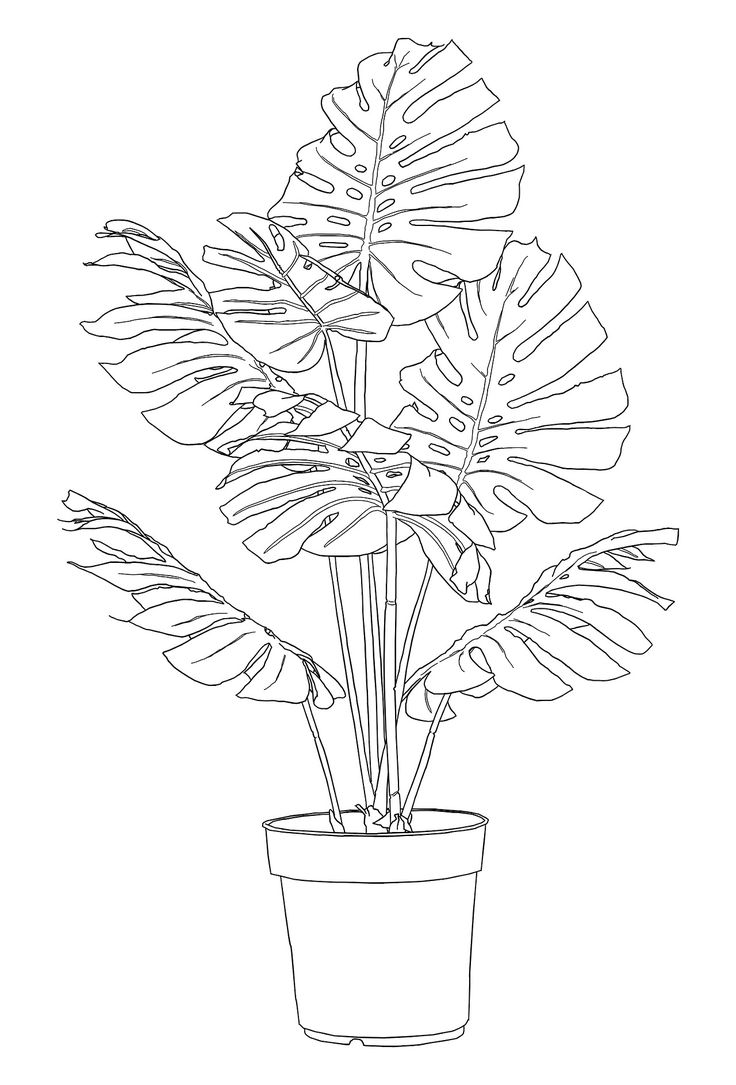 Black-Summer-DK | Flower drawing, Line art drawings, Plant drawing