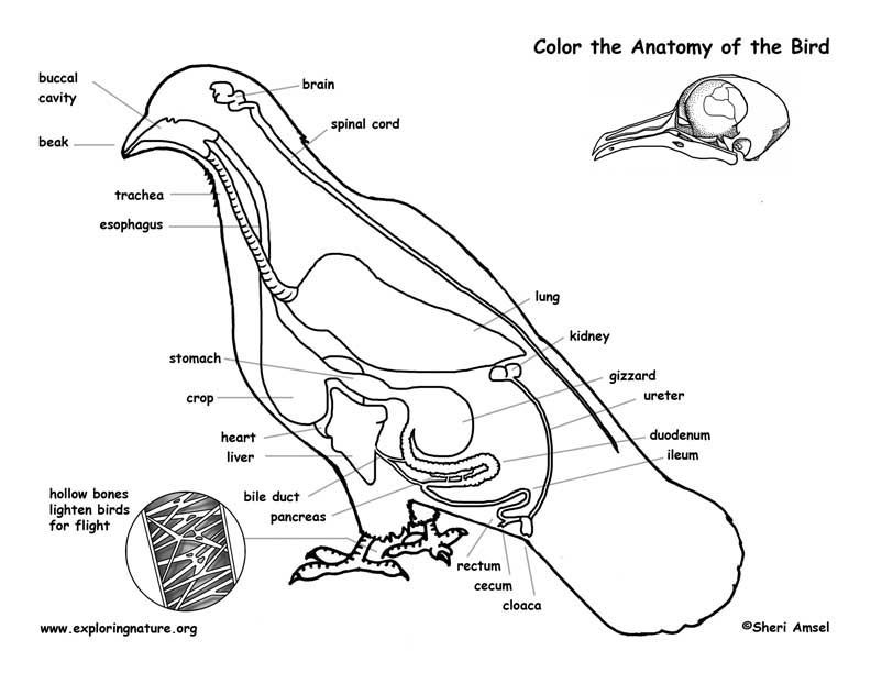 Bird Anatomy Labeling Page Anatomy Coloring Book Anatomy Coloring Books in  2021 | Anatomy coloring book, Coloring books, Cat coloring book