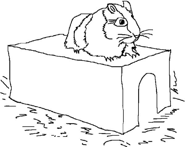 Rat Exercise in Guinea Pig Coloring Page | Color Luna