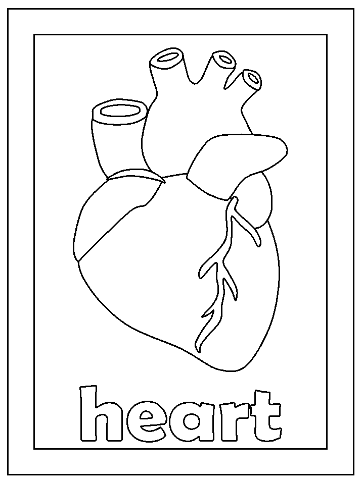 Free Anatomical Heart Printables! — Crafthubs