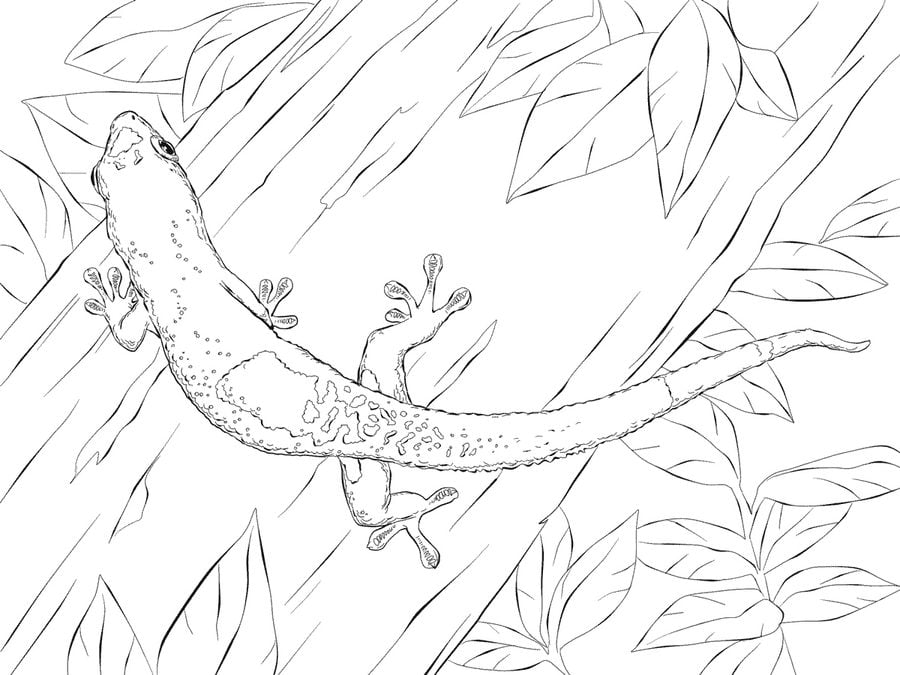 Coloring pages: Gecko lizard, printable for kids & adults, free