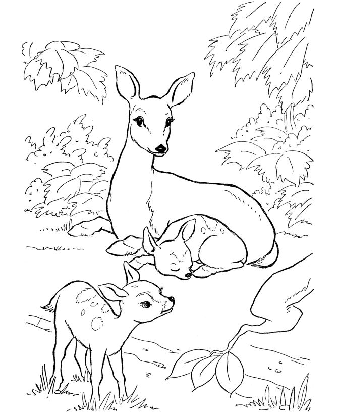 I love it! Wish I could've see it happen.......... | Deer coloring pages,  Animal coloring books, Animal coloring pages