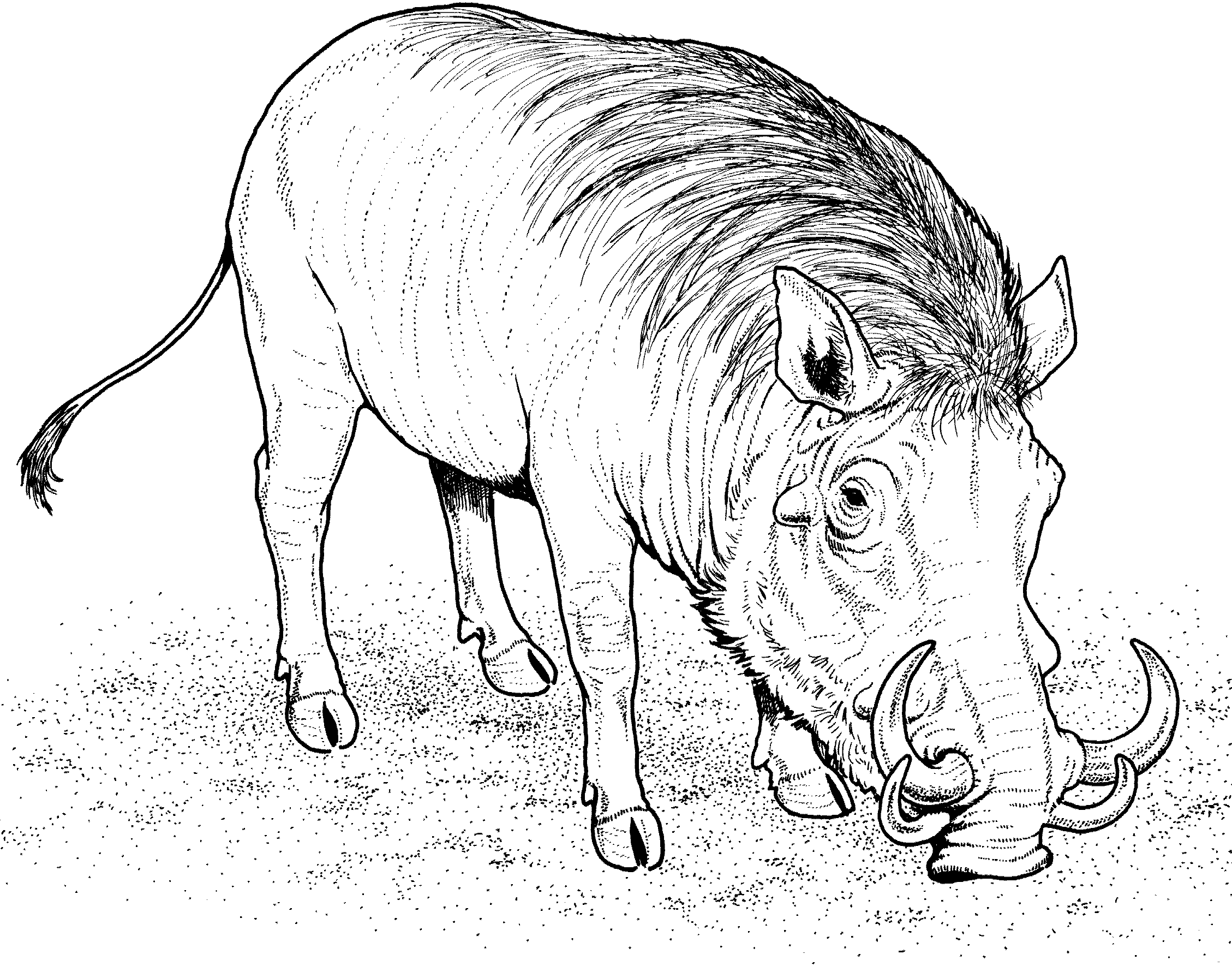 Wild Pig Coloring Pages - Get Coloring Pages