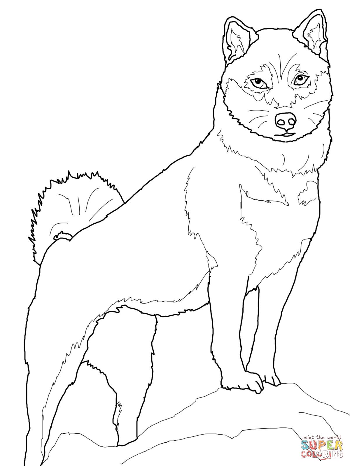 Shiba Inu