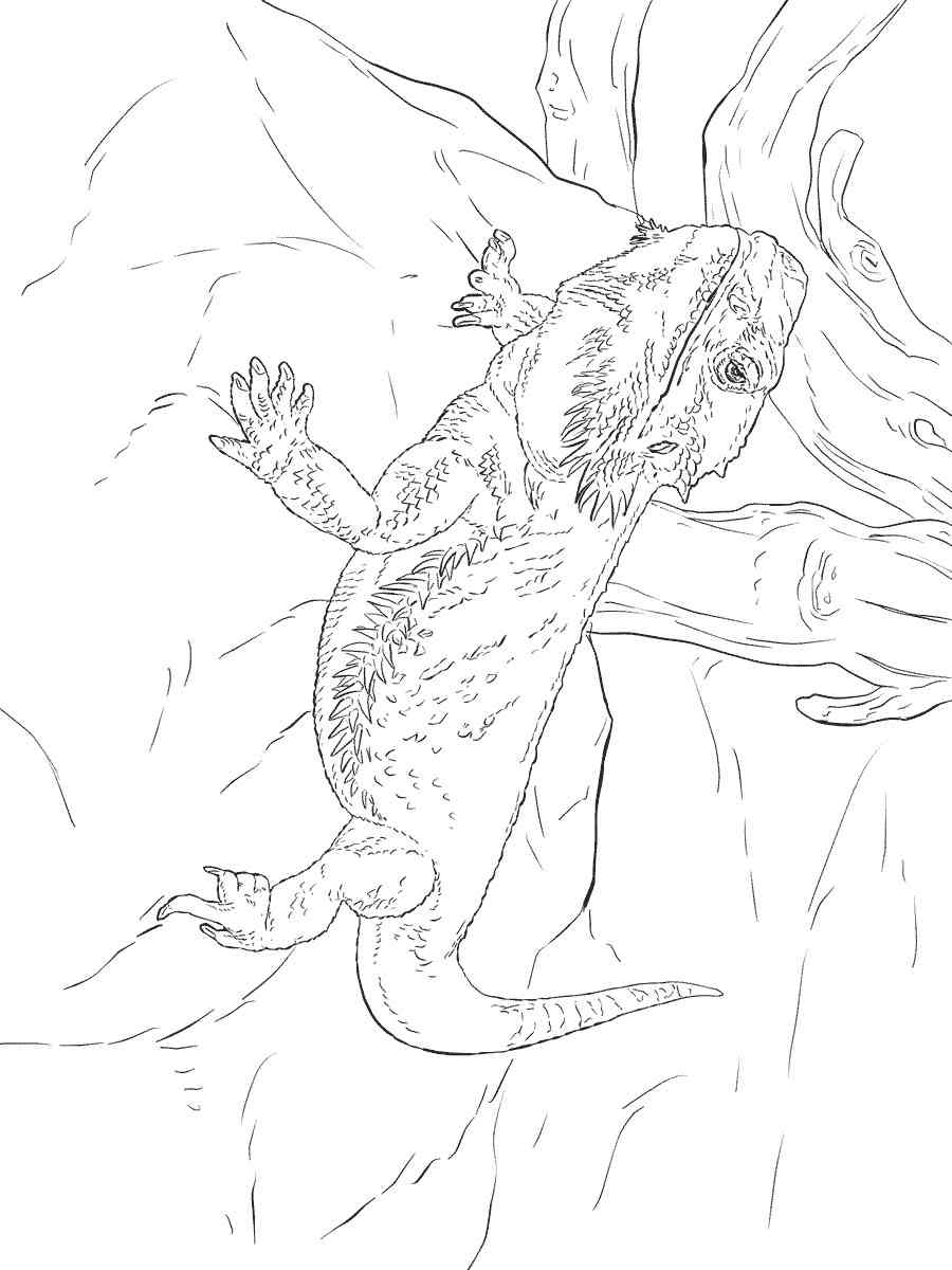 Bearded Dragon coloring pages