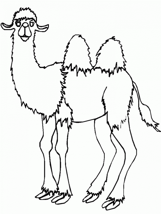 2185 Cool Camel Animal Coloring Page For Kids Free 279990 Camel 