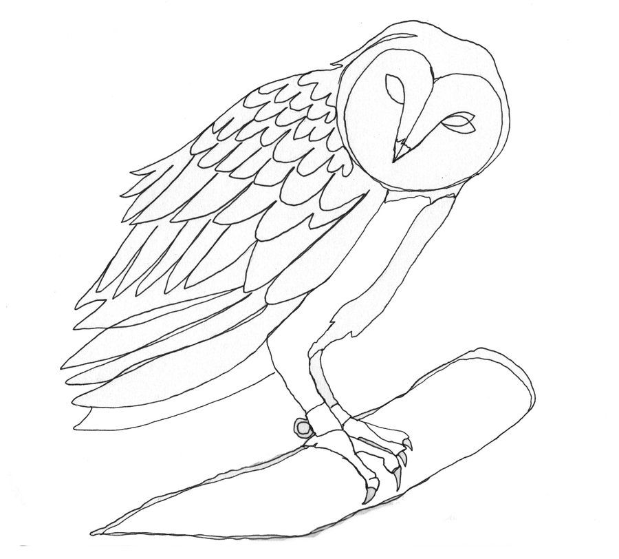 Harris Hawk Skull Study by MWL23 on deviantART
