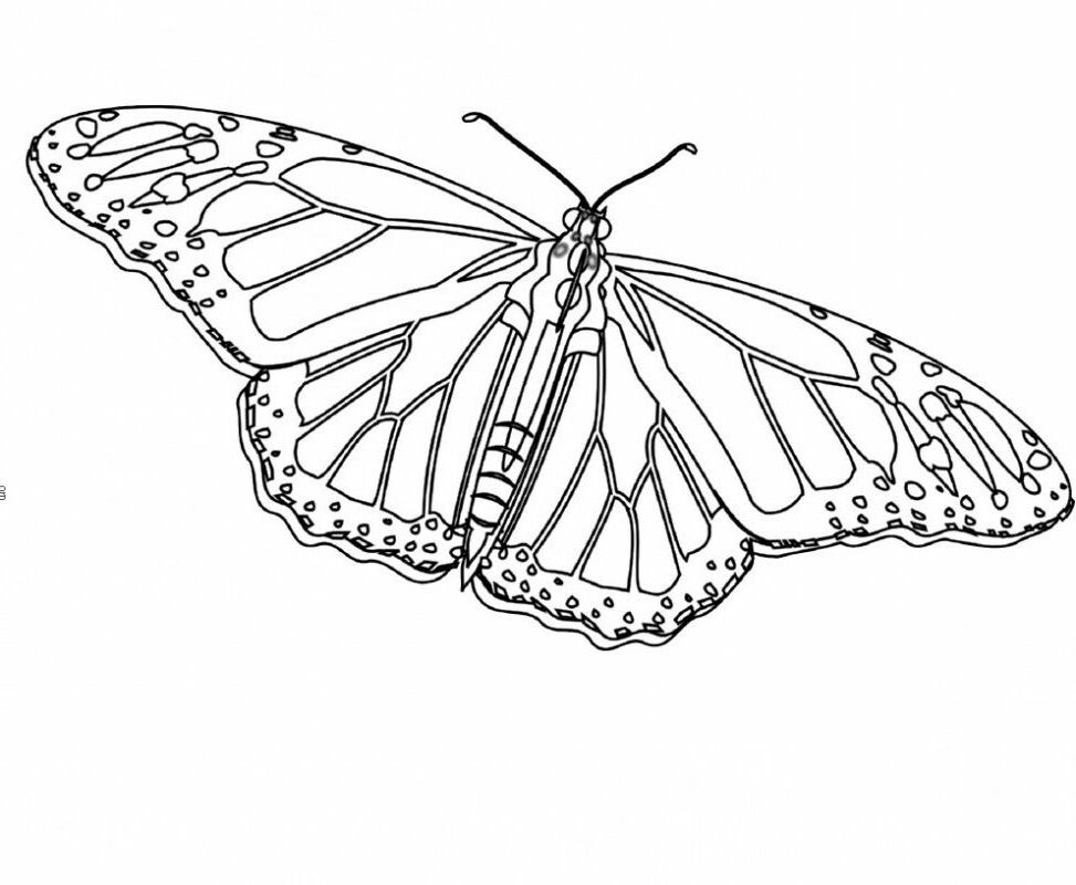 Monarch Butterfly Unique And Is Cool Coloring Page - Kids 