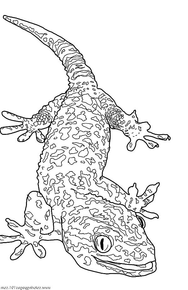 Giant Gecko Lizard Coloring Pages - Download & Print Online Coloring Pages  for Free | Color Nimbus | Cute coloring pages, Coloring pages, Stitch coloring  pages