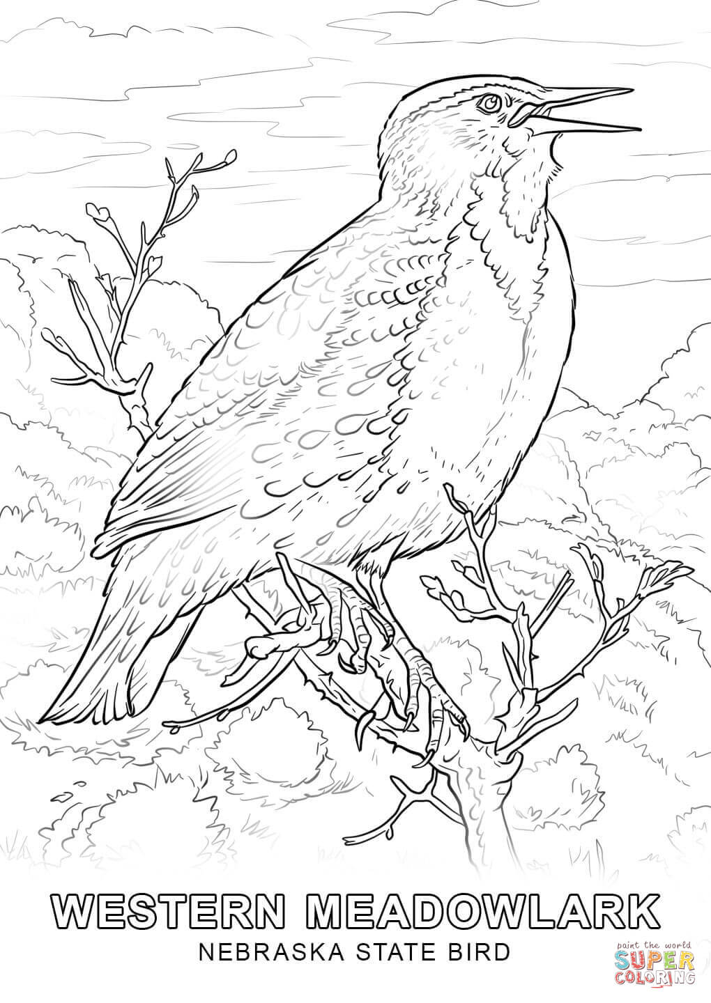 Nebraska State Bird coloring page | Free Printable Coloring Pages