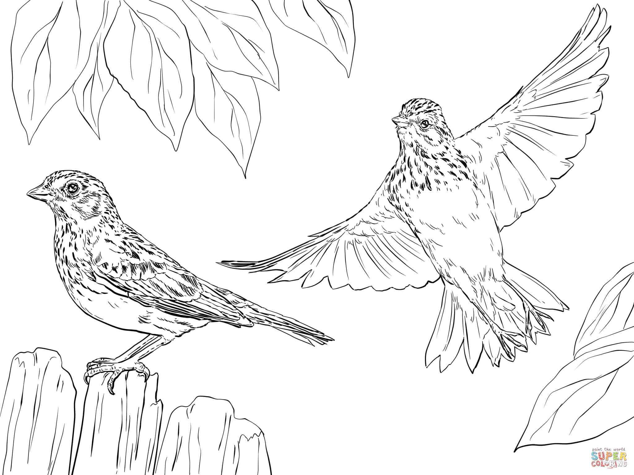 Sparrows coloring pages | Free Coloring Pages