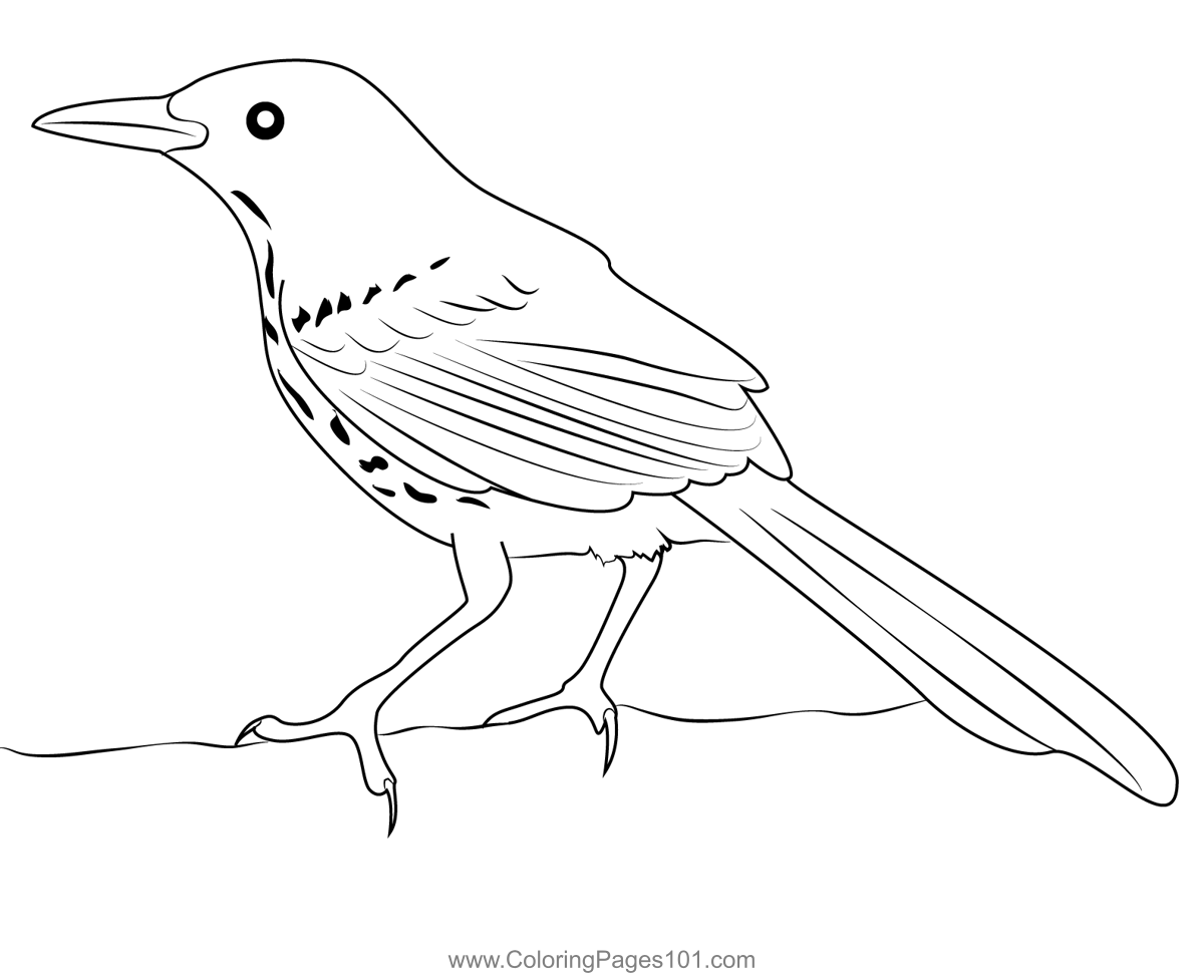 A Brown Thrasher Coloring Page for Kids - Free Mockingbirds Printable Coloring  Pages Online for Kids - ColoringPages101.com | Coloring Pages for Kids