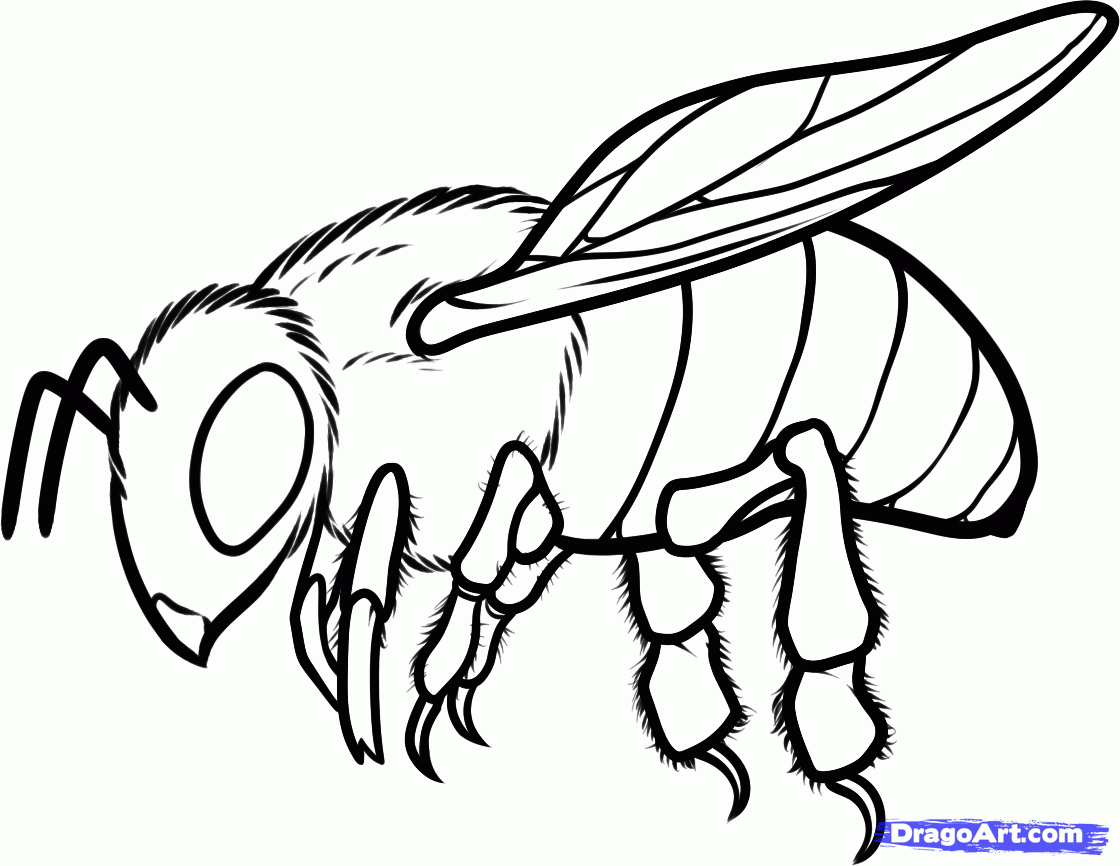 Free Bee Drawing, Download Free Clip Art, Free Clip Art on Clipart Library