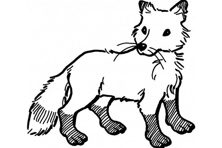 Top 25 Free Printable Fox Coloring Pages Online | Animal coloring pages, Fox  coloring page, Coloring pages