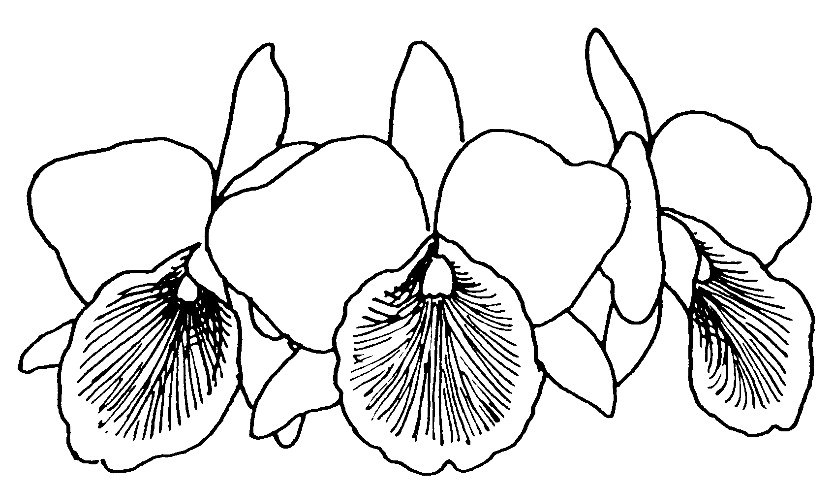 Orchid Drawing Outline at GetDrawings.com | Free for ...