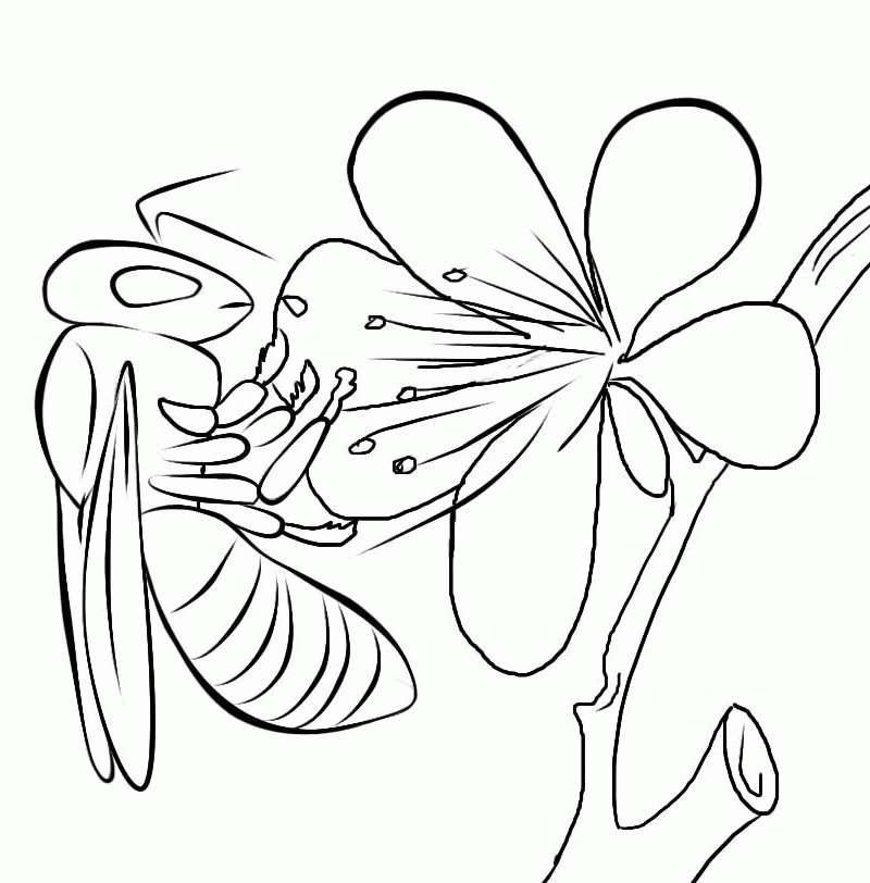 Free Printable Bee Coloring Pages For Kids