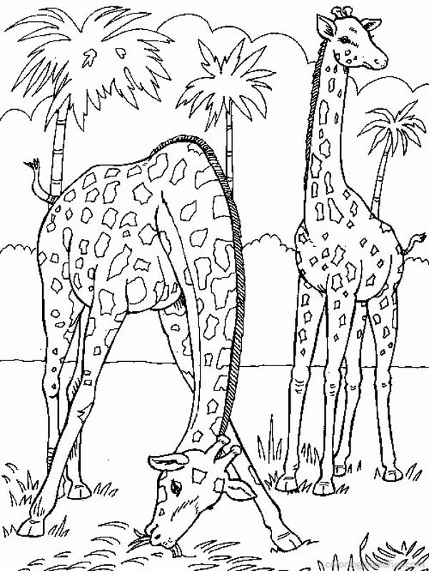 Giraffe Coloring Pages 30 | Free Printable Coloring Pages 