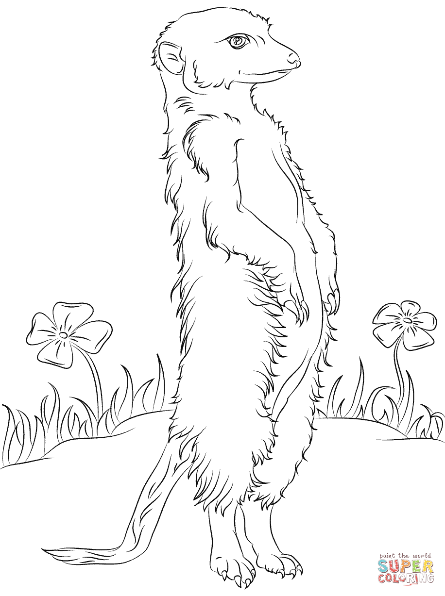 Meerkat and Flowers coloring page | Free Printable Coloring Pages