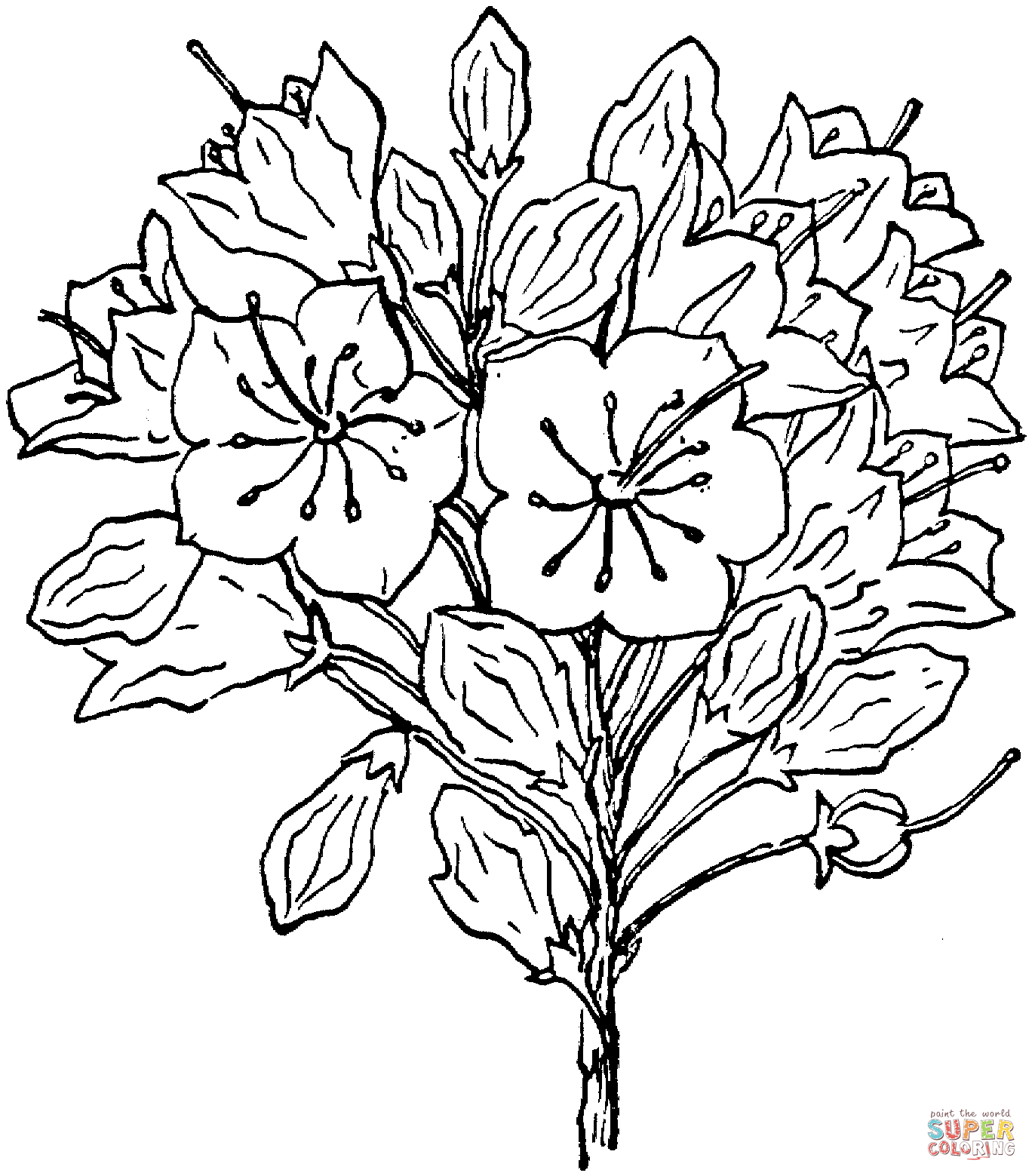 Mountain Laurel coloring page | Free Printable Coloring Pages