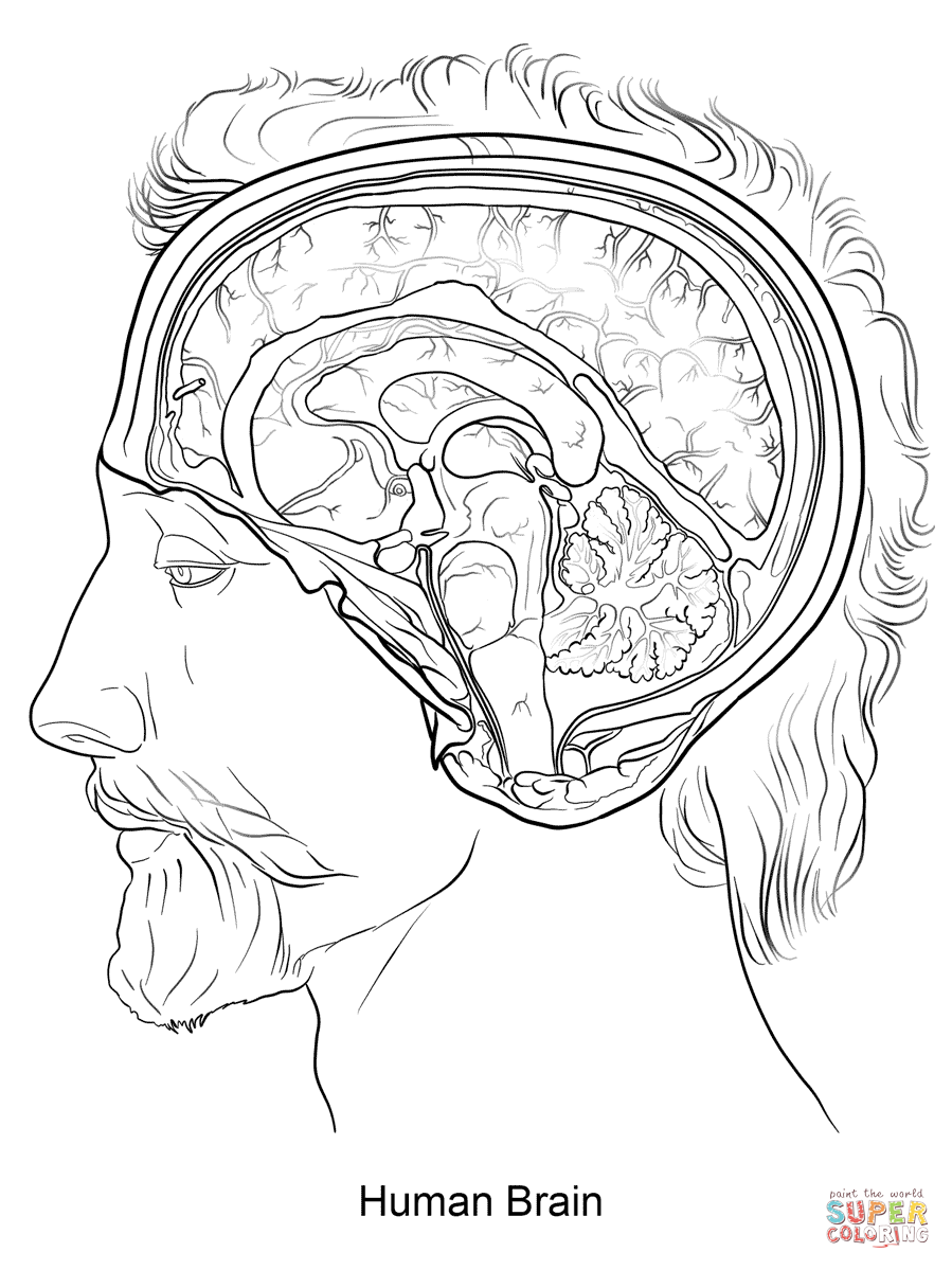 Human Brain - Human Brain Anatomy Coloring page
