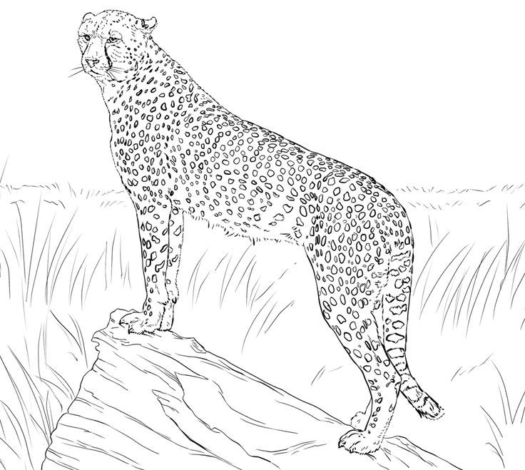 Printable Baby Cheetah Coloring Pages - Coloring Page