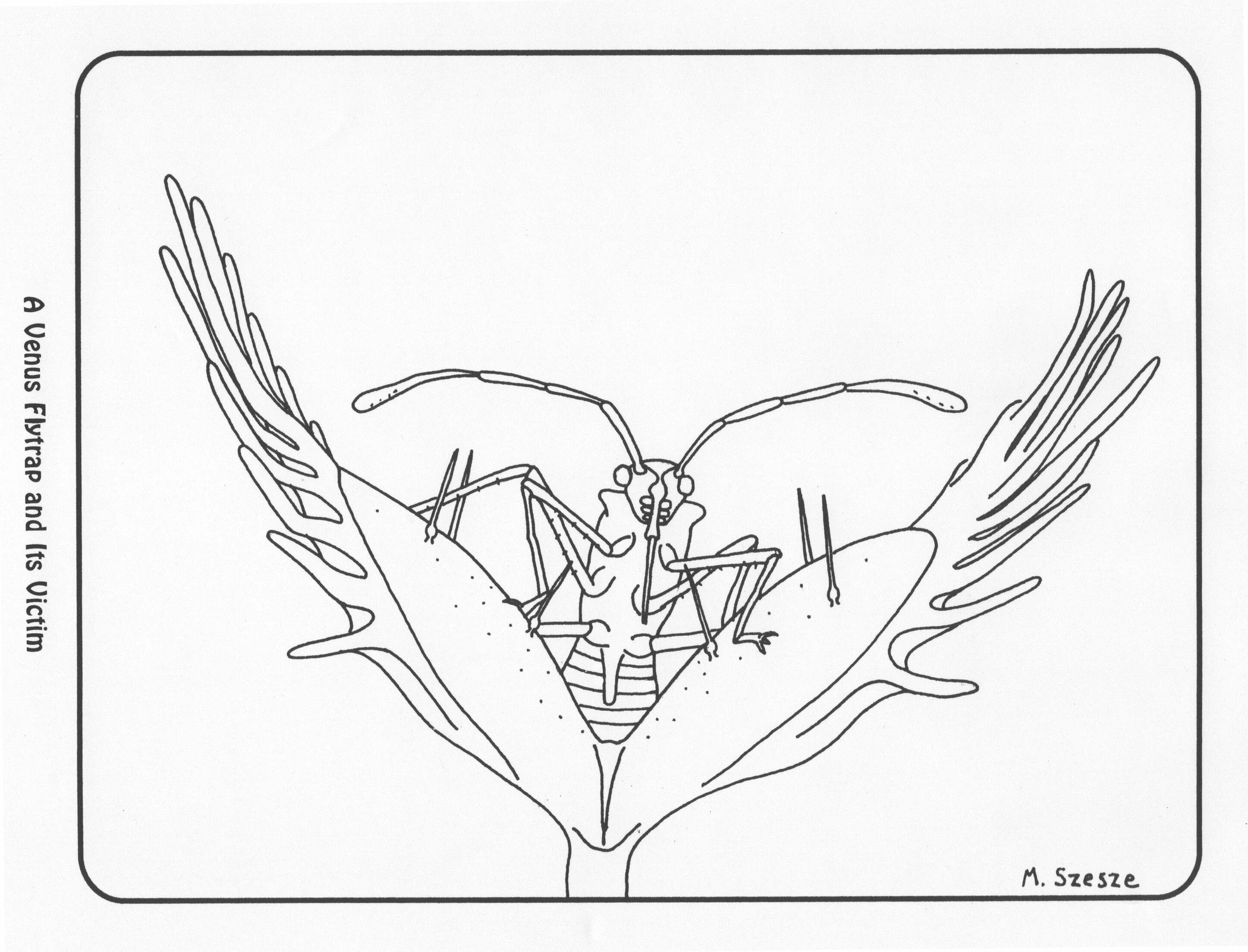 Free Carnivorous Plant Coloring Pages