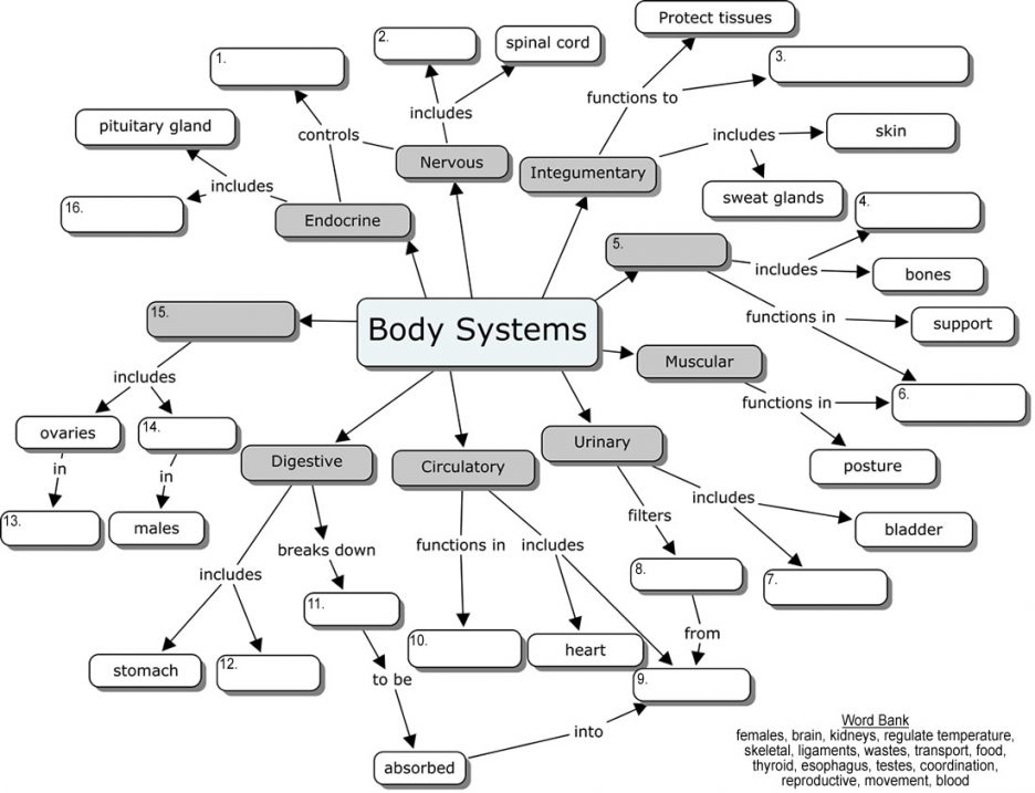 adult body systems coloring pages body systems coloring pages ...