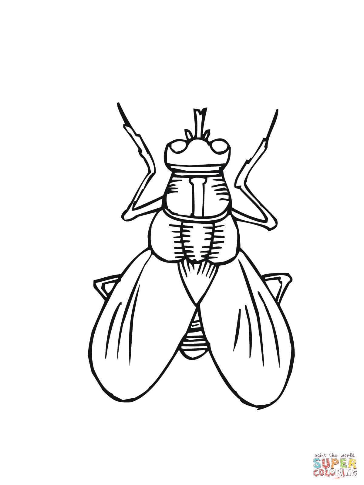 Amazing Fly Coloring Page 86 #2769