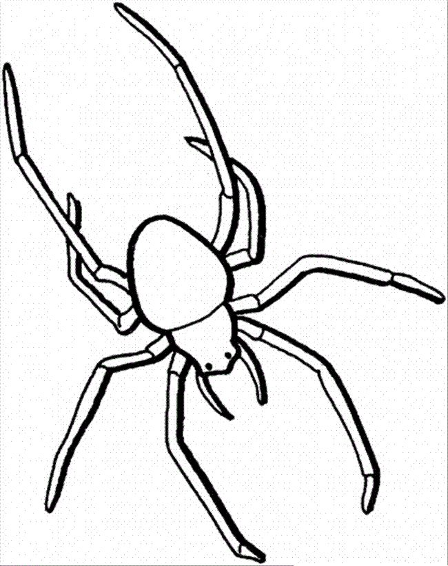 Spiders For Kids | Free Coloring Pages on Masivy World
