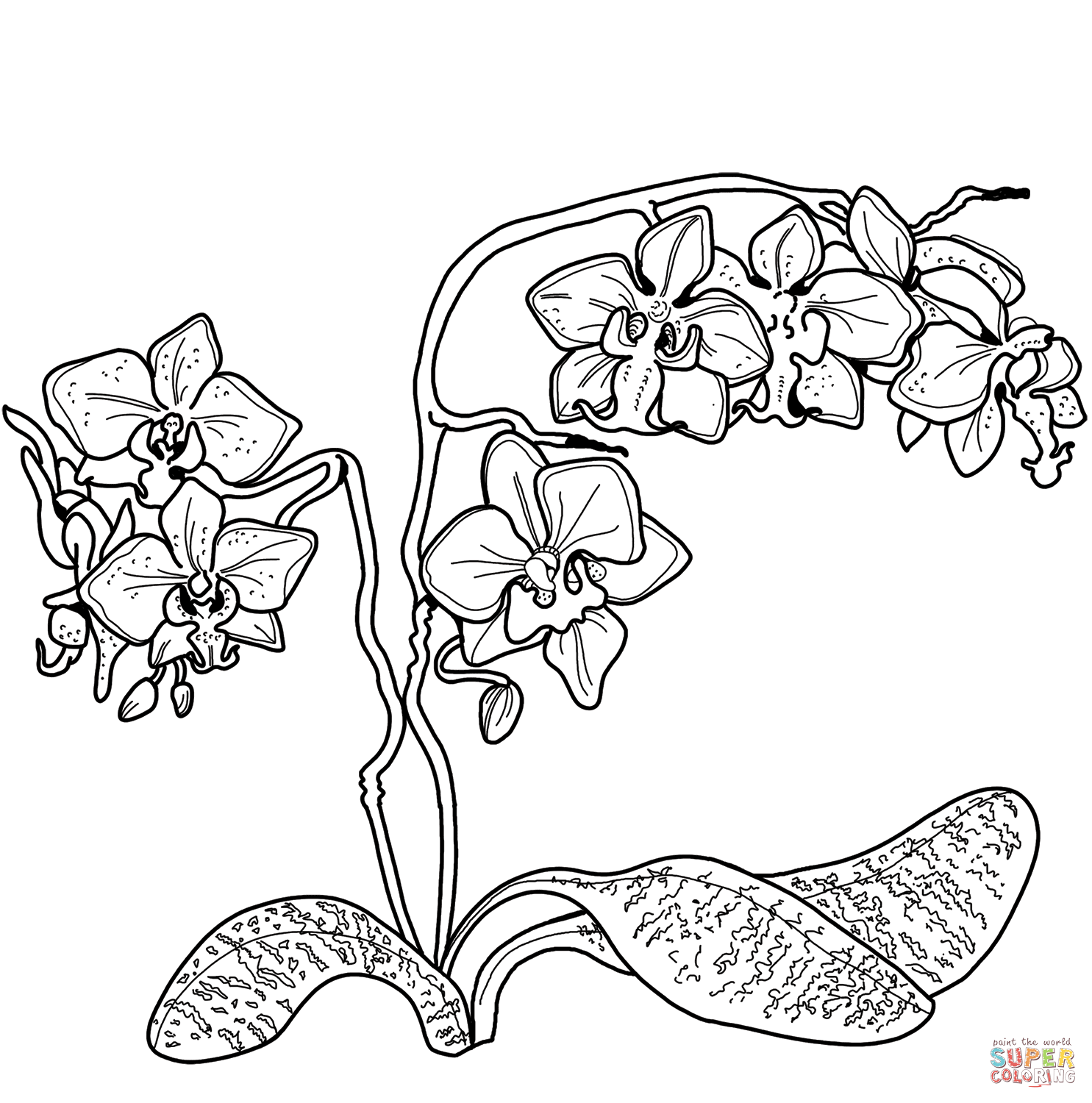 Orchid coloring page | Free Printable Coloring Pages