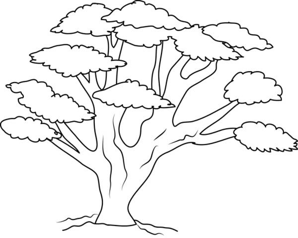Oak Tree With So Many Branch Coloring Page : Color Luna | Tree coloring page,  Coloring pages, Christmas tree coloring page