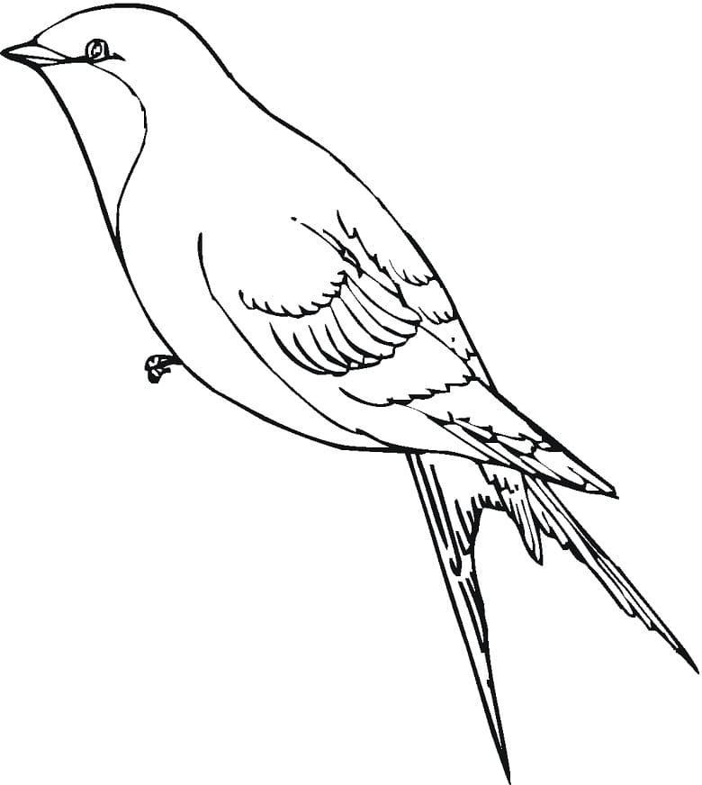 Printable Swallow Coloring Page - Free Printable Coloring Pages for Kids