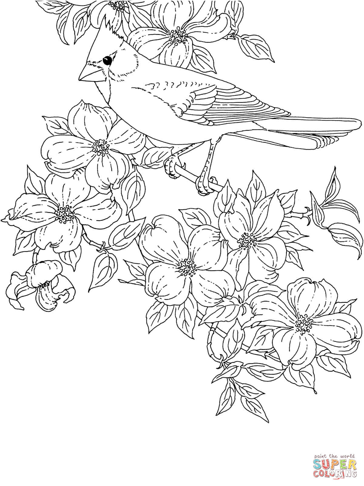 Cardinal Bird and Flowering Virginia State Flower coloring page | Free  Printable Coloring Pages