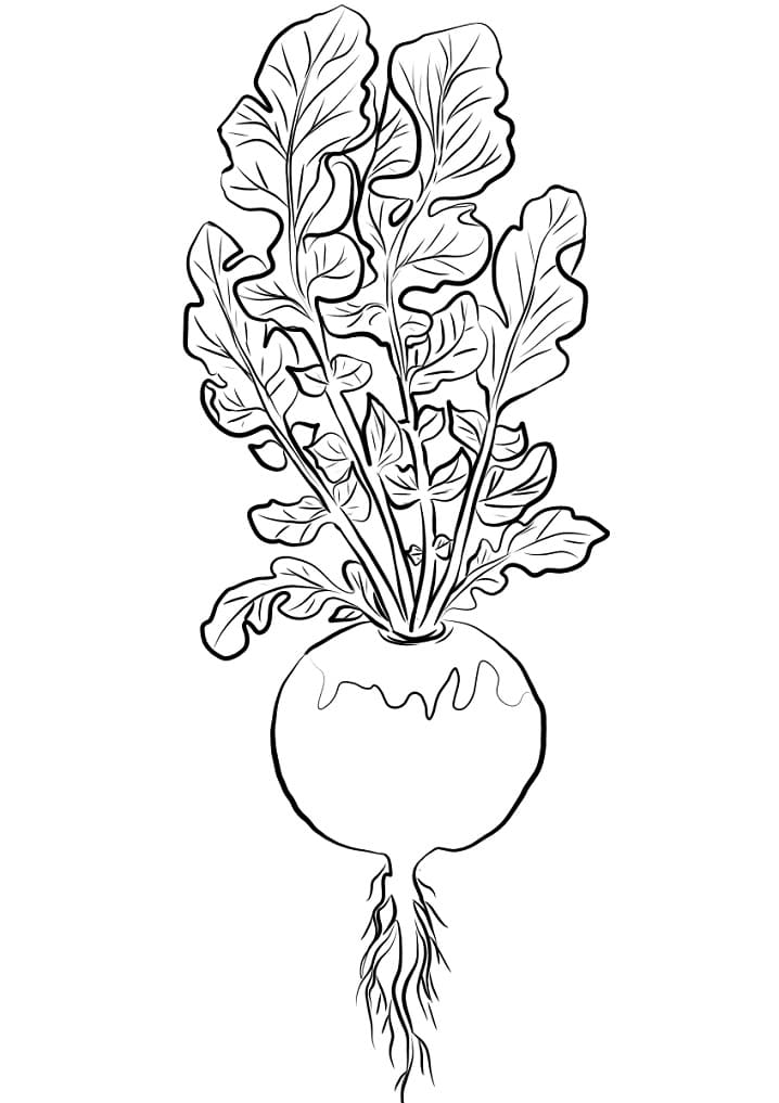 Turnip Printable Coloring Page - Free Printable Coloring Pages for Kids