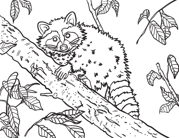 Free raccoon coloring page to download and print. Get it at  https://museprintables.com/download/coloring-page/raccoon/ | Coloring pages,  Color, Raccoon