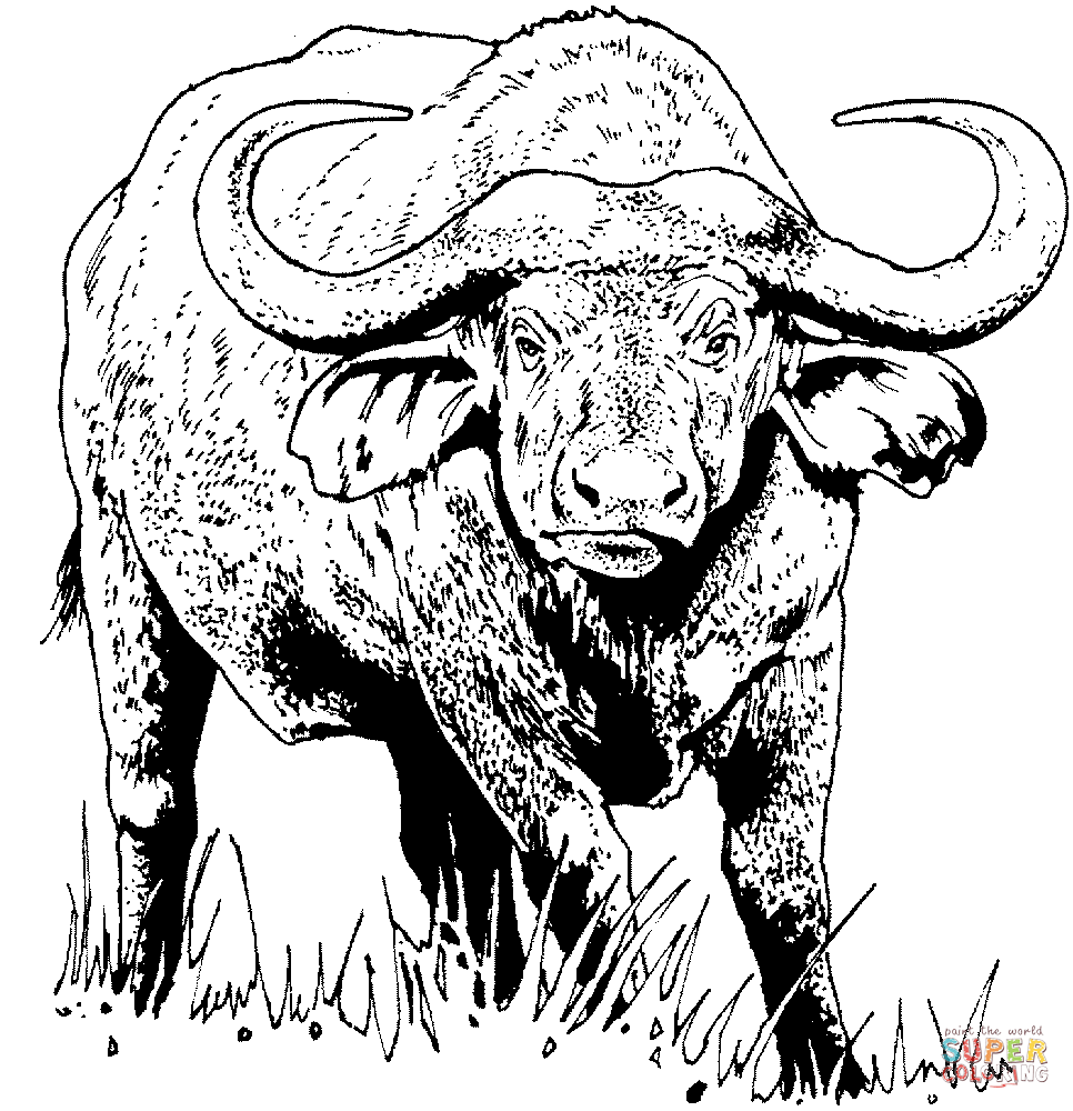 African buffalo (Cape buffalo) coloring page | Free Printable ...