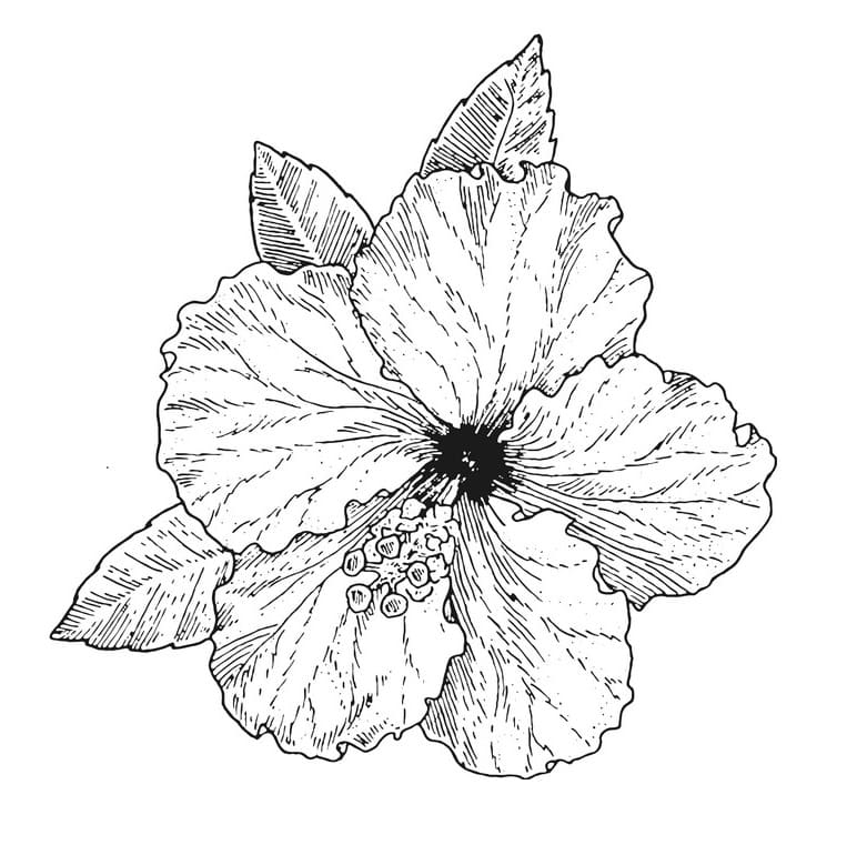 Hibiscus Flower 7 Coloring Page - Free Printable Coloring Pages for Kids
