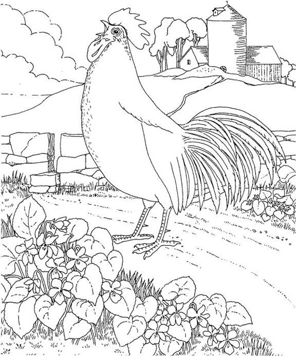 Rhode Island Red Coloring Page | Bird coloring pages, Coloring pages,  Coloring books