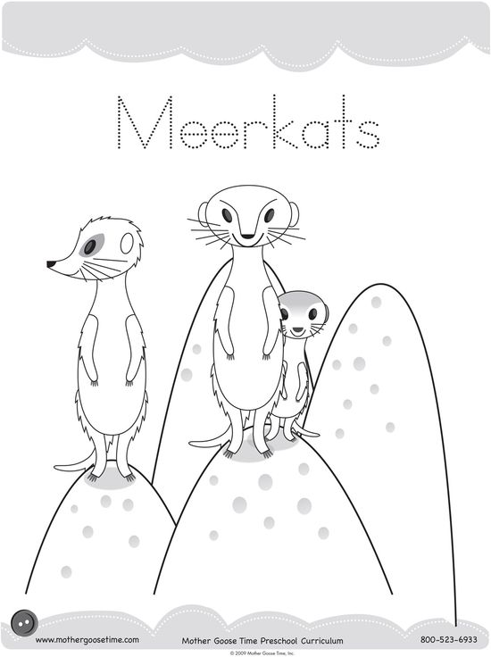Meerkat Mania