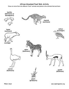 10+ Grasslands ideas | grassland ...pinterest.com