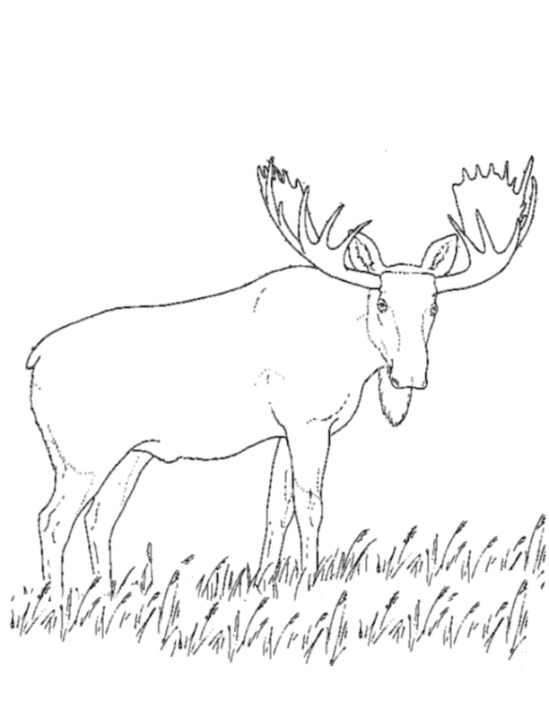 Caribou #1546 (Animals) – Printable coloring pages