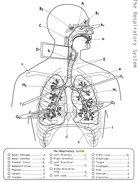 Anatomy: The Respiratory System | Anatomy coloring book, Anatomy and  physiology, Respiratory system