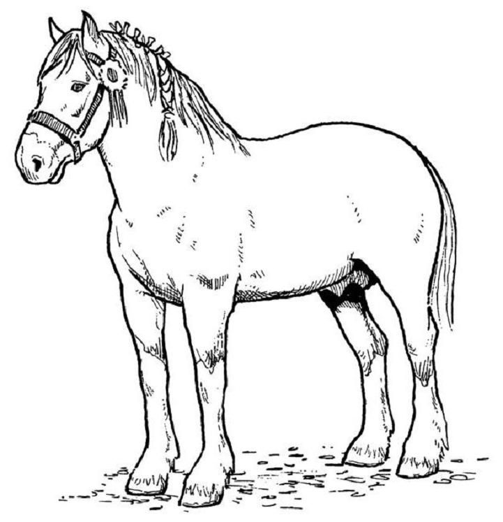 Simple Way to Color Coloring Pages Of Horses - Toyolaenergy.com