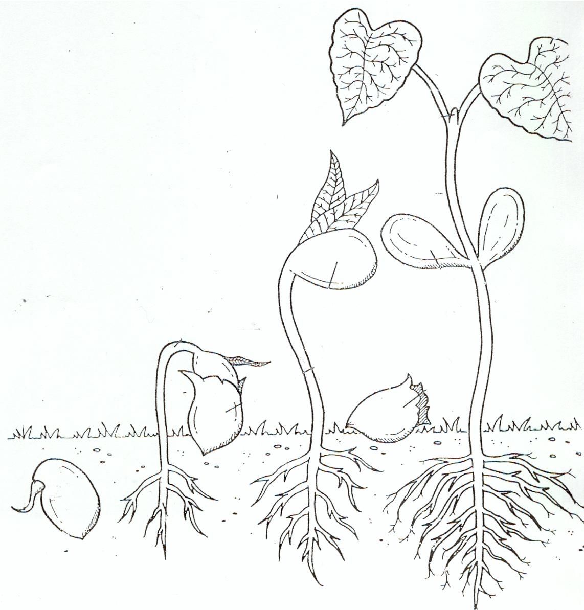Life Cycle Coloring Page of a Seed to Plant A | Flower life cycle ...