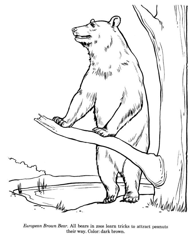 Animal Drawings Coloring Pages | Brown Bear animal identification 