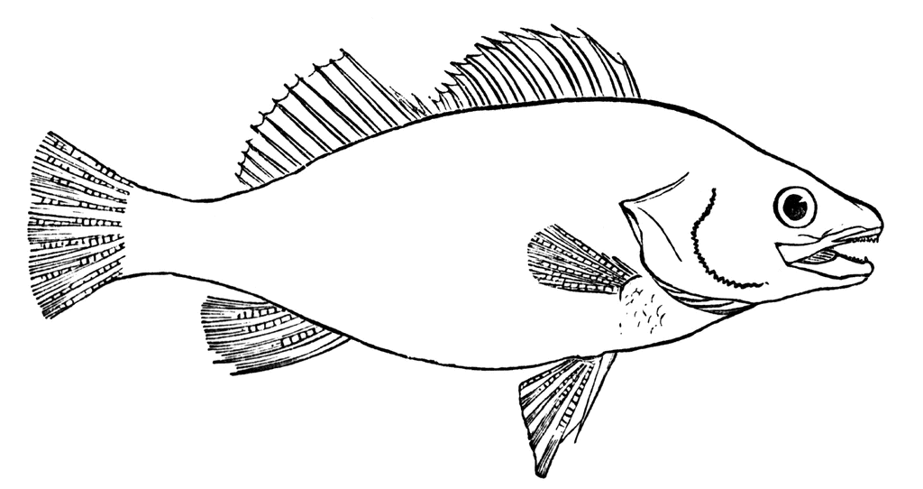 Fish | ClipArt ETC