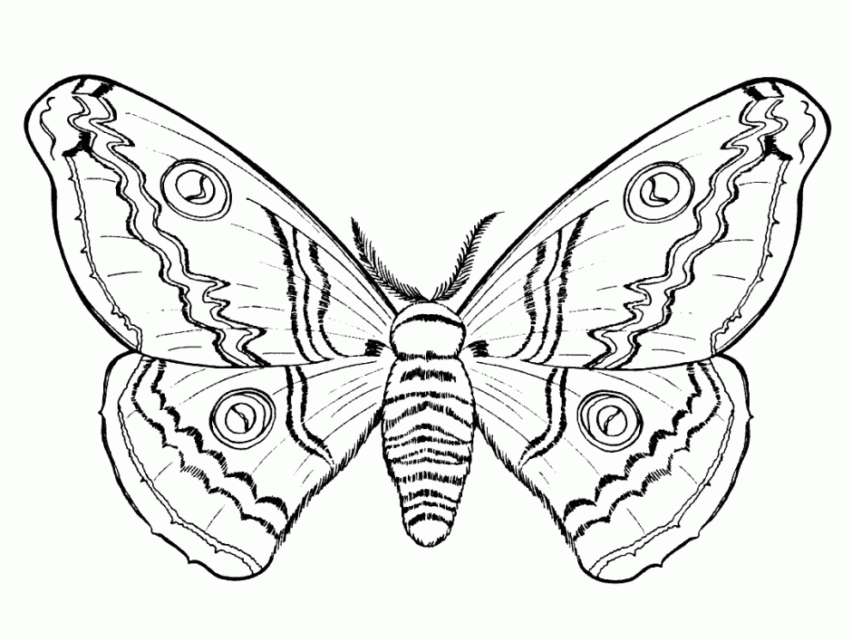 Butterflies And Insects Coloring Pages 15 Butterflies And 292784 