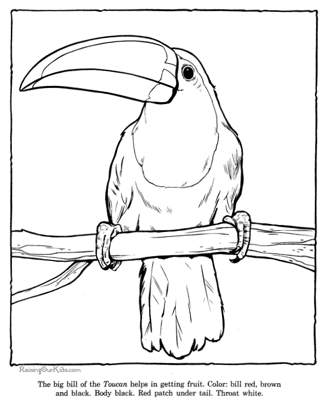 Toucan coloring picture sheets - Zoo animals 032 | Animal coloring ...