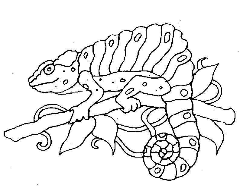Free Animals Coloring Pages Zoo To Kids
